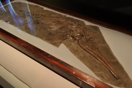 �V���K�|�[���V�W