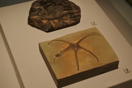 �V���K�|�[���V�X