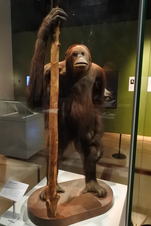 �V���K�|�[���W�Q