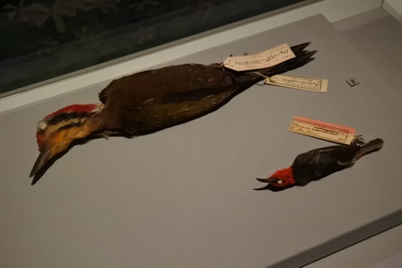 �V���K�|�[���W�R