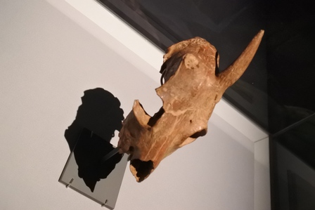 �V���K�|�[���W�S