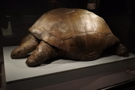 �V���K�|�[���W�T