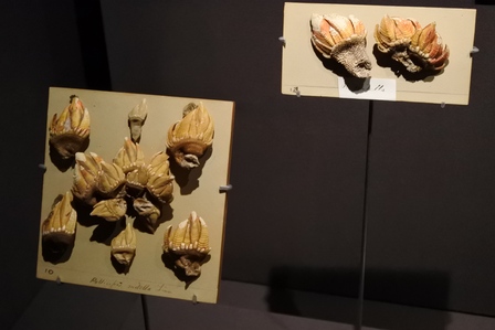 �V���K�|�[���W�V