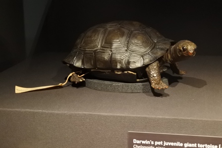 �V���K�|�[���W�W