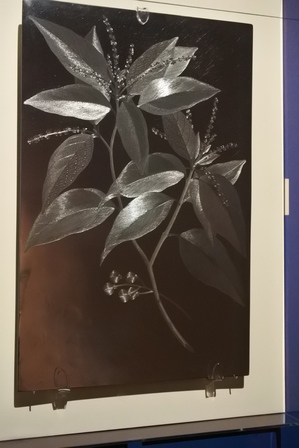 �V���K�|�[���W�X