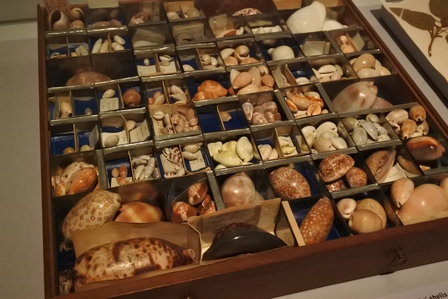 �V���K�|�[���X�O