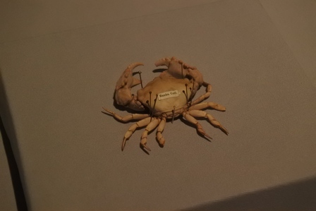 �V���K�|�[���X�P