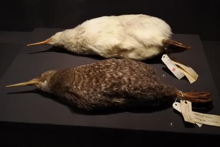 �V���K�|�[���X�R