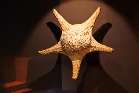 �V���K�|�[���X�U