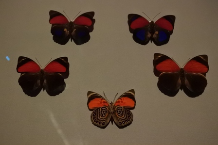 �V���K�|�[���X�V