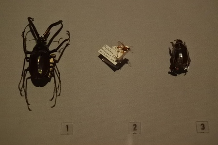 �V���K�|�[���X�W