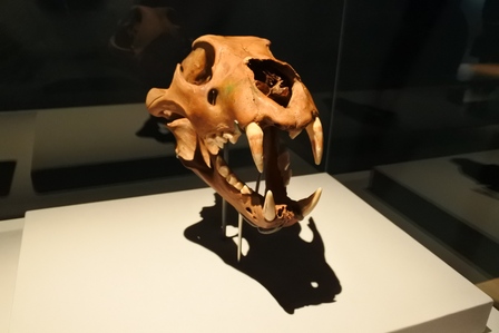 �V���K�|�[���X�X