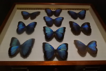 �V���K�|�[���P�O�R