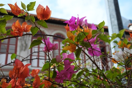 �V���K�|�[���S