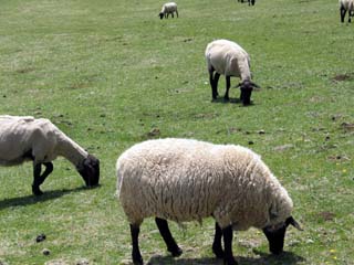 �܂��Ό����E�r