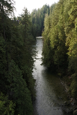 �o���N�[�o�[�R�P