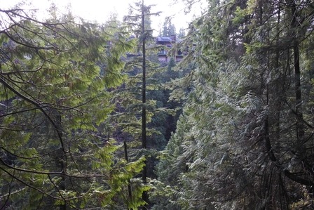 �o���N�[�o�[�T�R