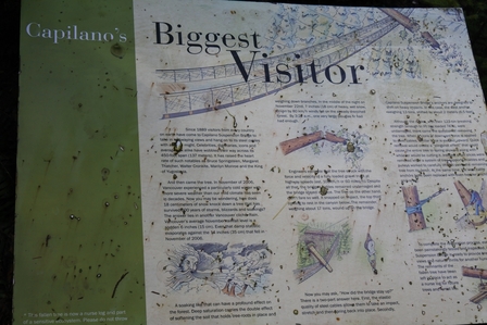 �o���N�[�o�[�T�U