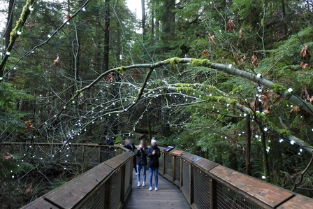 �o���N�[�o�[�T�W