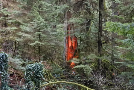 �o���N�[�o�[�U�P