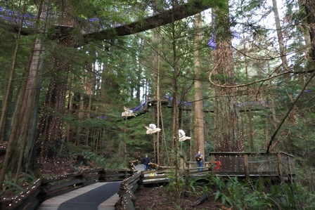 �o���N�[�o�[�U�Q