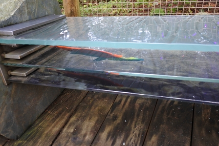 �o���N�[�o�[�W�R