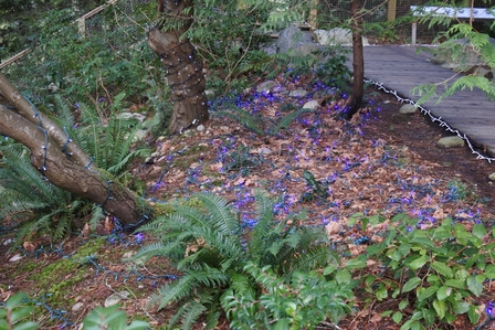 �o���N�[�o�[�W�S