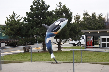 �o���N�[�o�[�P�P