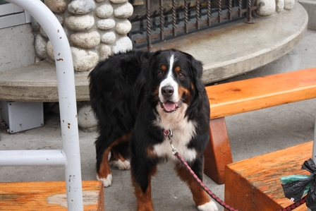 �o���N�[�o�[�P�Q