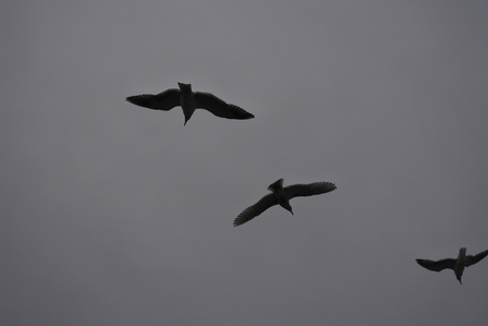 �o���N�[�o�[�P�T