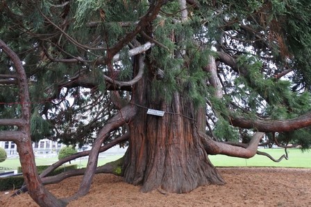 �o���N�[�o�[�R�U