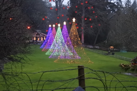 �o���N�[�o�[�T�P