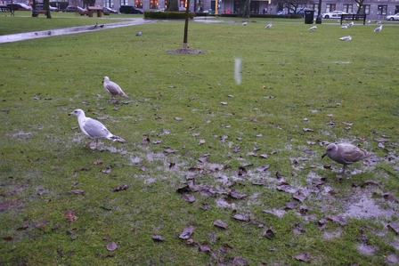 �o���N�[�o�[�Q�T