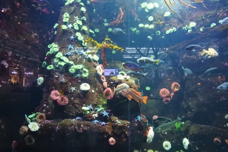 �o���N�[�o�[�P�W