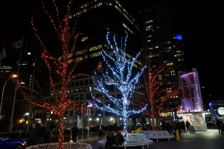 �o���N�[�o�[�R�T