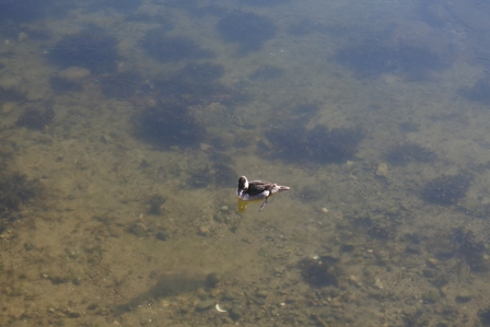 �o���N�[�o�[�P�U