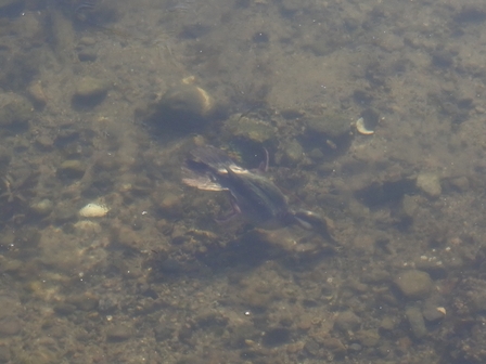 �o���N�[�o�[�P�V