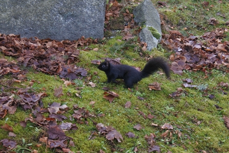 �o���N�[�o�[�Q�X