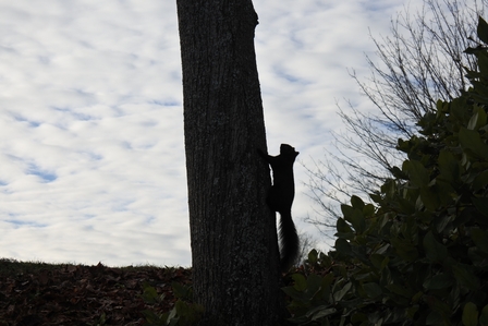 �o���N�[�o�[�R�O