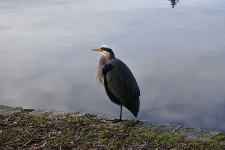 �o���N�[�o�[�S�S