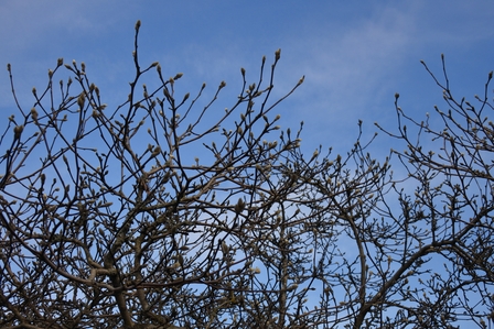 �o���N�[�o�[�S�V